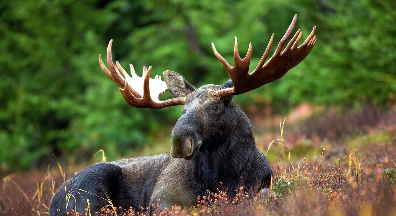 20 Fun Facts About Moose You Might not Know - Animal Sounds